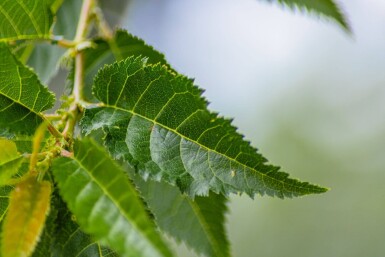 Prunus 'Umineko' cépée