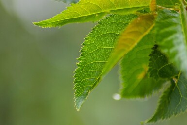 Prunus 'Umineko' cépée