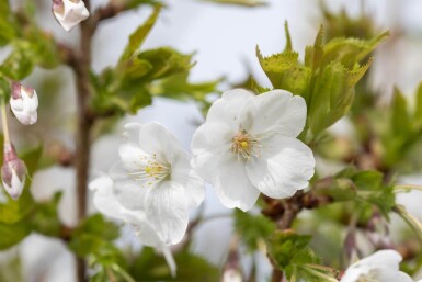 Prunus 'Umineko' cépée