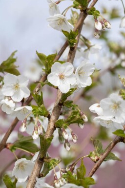 Prunus 'Umineko' cépée
