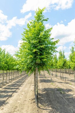 Pterocarya fraxinifolia haute-tige
