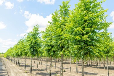Pterocarya fraxinifolia haute-tige