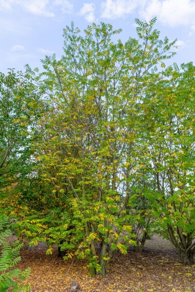 Pterocarya fraxinifolia cépée