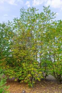 Pterocarya fraxinifolia cépée