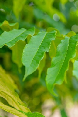 Pterocarya fraxinifolia cépée