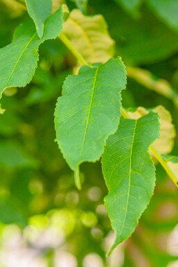 Pterocarya fraxinifolia cépée