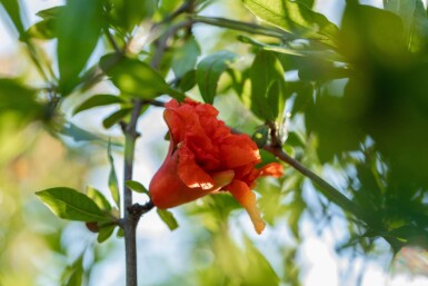 Punica granatum cépée