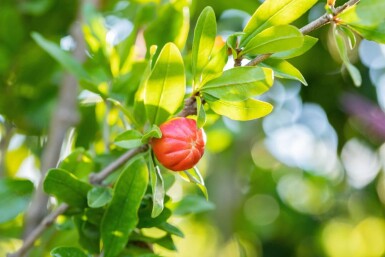 Punica granatum cépée