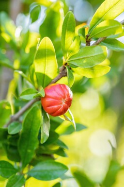 Punica granatum cépée