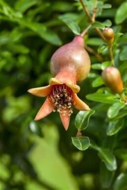 Punica granatum cépée