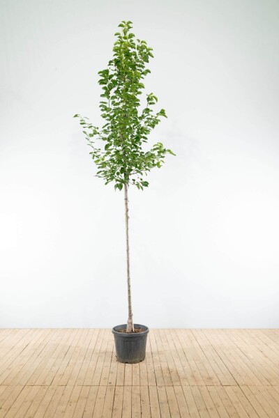 Pyrus calleryana 'Chanticleer' haute-tige 12/14