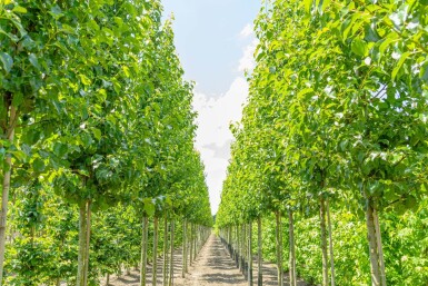 Pyrus calleryana 'Chanticleer' haute-tige 12/14