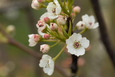 Pyrus calleryana 'Chanticleer' haute-tige 12/14