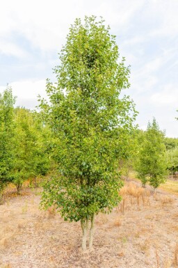 Pyrus calleryana 'Chanticleer' cépée 200-250