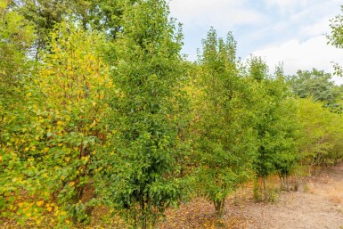 Pyrus calleryana 'Chanticleer' cépée 200-250