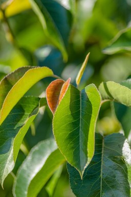 Pyrus calleryana 'Chanticleer' cépée 200-250