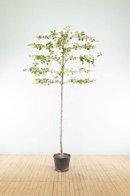 Pyrus calleryana 'Chanticleer' espalier