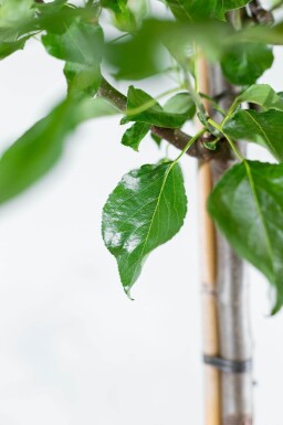 Pyrus calleryana 'Chanticleer' espalier
