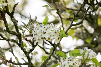 Pyrus calleryana 'Chanticleer' espalier 8/10 150cm tronc 150b x 120h