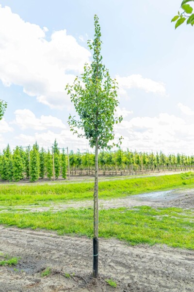 Pyrus communis 'Conference' haute-tige 10/12