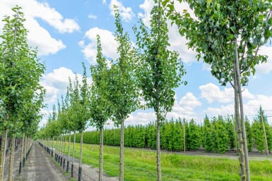 Pyrus communis 'Conference' haute-tige
