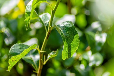 Pyrus communis 'Conference' haute-tige 10/12