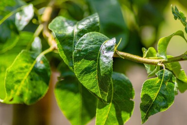 Pyrus communis 'Conference' haute-tige 10/12