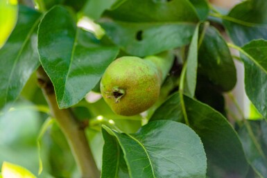Pyrus communis 'Conference' haute-tige 10/12