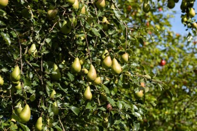 Pyrus communis 'Conference' haute-tige 10/12
