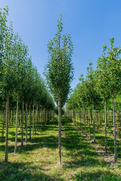 Pyrus communis subsp. caucasica haute-tige 12/14