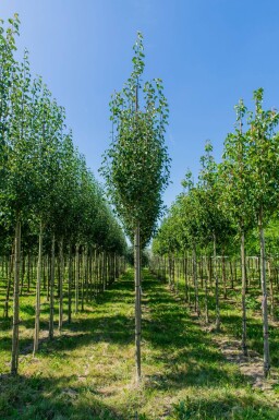 Pyrus communis subsp. caucasica haute-tige 12/14