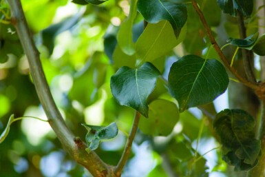 Pyrus communis subsp. caucasica haute-tige 12/14