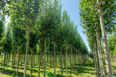 Pyrus communis subsp. caucasica haute-tige 12/14