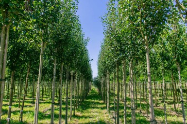 Pyrus communis subsp. caucasica haute-tige 12/14