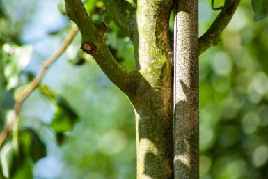 Pyrus communis subsp. caucasica haute-tige 12/14