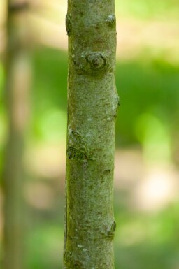 Pyrus communis subsp. caucasica haute-tige 12/14
