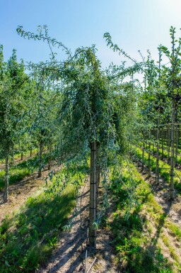 Pyrus salicifolia haute-tige 12/14