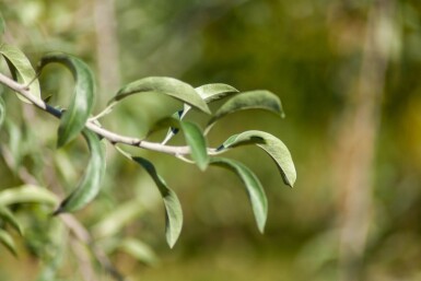 Pyrus salicifolia haute-tige 12/14