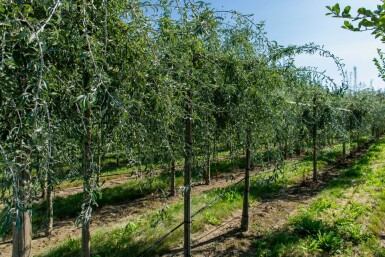 Pyrus salicifolia haute-tige 12/14