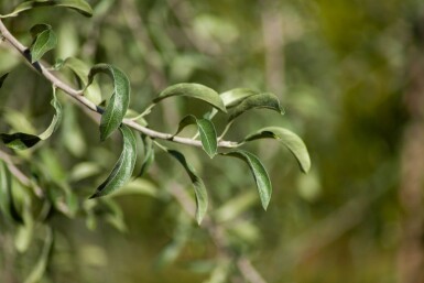 Pyrus salicifolia haute-tige 12/14