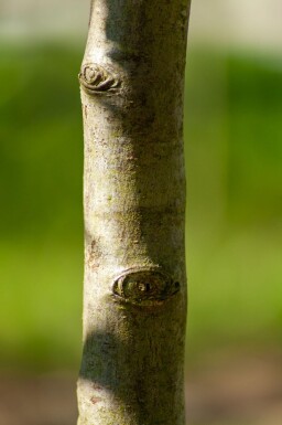 Pyrus salicifolia haute-tige 12/14