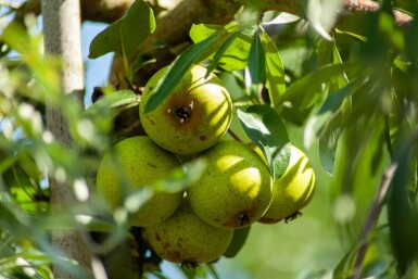 Pyrus salicifolia haute-tige 12/14