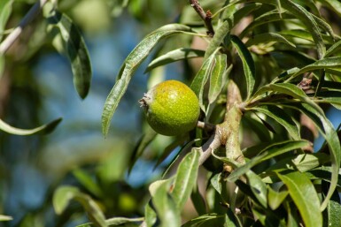 Pyrus salicifolia haute-tige 12/14