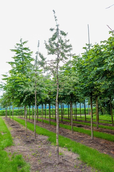 Pyrus salicifolia 'Pendula' haute-tige