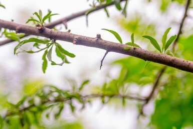 Pyrus salicifolia 'Pendula' haute-tige