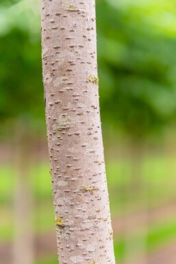 Pyrus salicifolia 'Pendula' port pleureur 80cm tronc