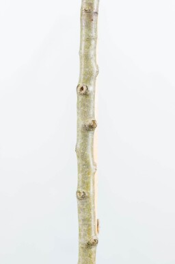 Pyrus salicifolia 'Pendula' port pleureur 80cm tronc