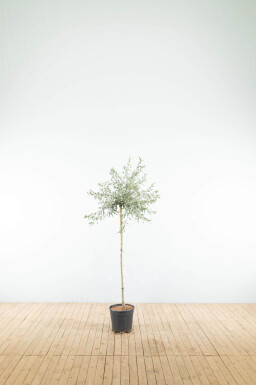 Pyrus salicifolia 'Pendula' demi-tige 120cm tronc