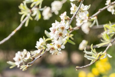 Pyrus salicifolia 'Pendula' demi-tige 120cm tronc