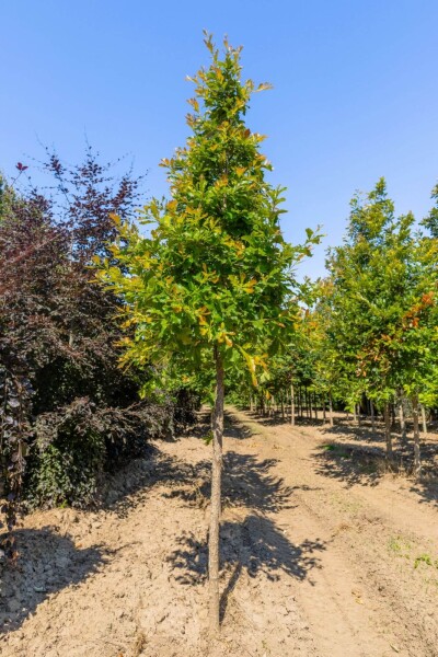 Quercus bicolor haute-tige
